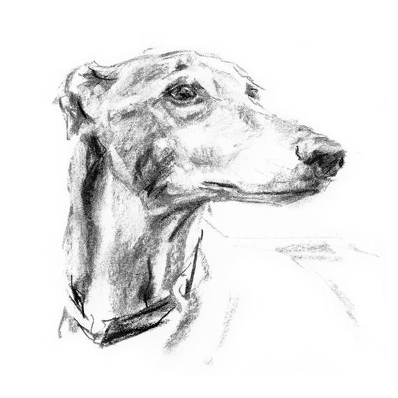 570x570 Greyhound Distance Fine Art Dog Print Etsy - Greyhound Sketch