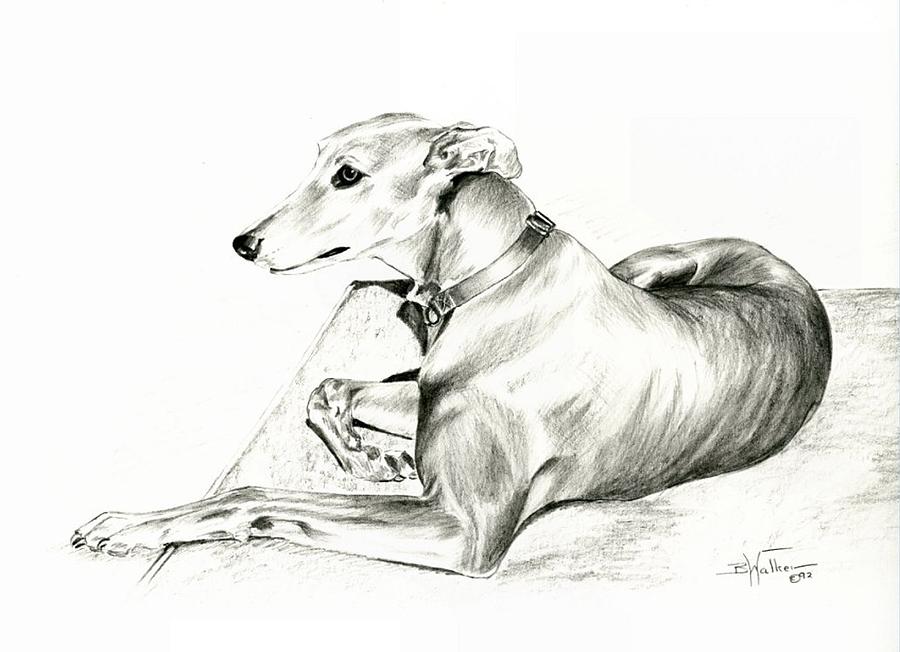 900x652 Greyhound Resting Drawing By Barbara Walker - Greyhound Sketch