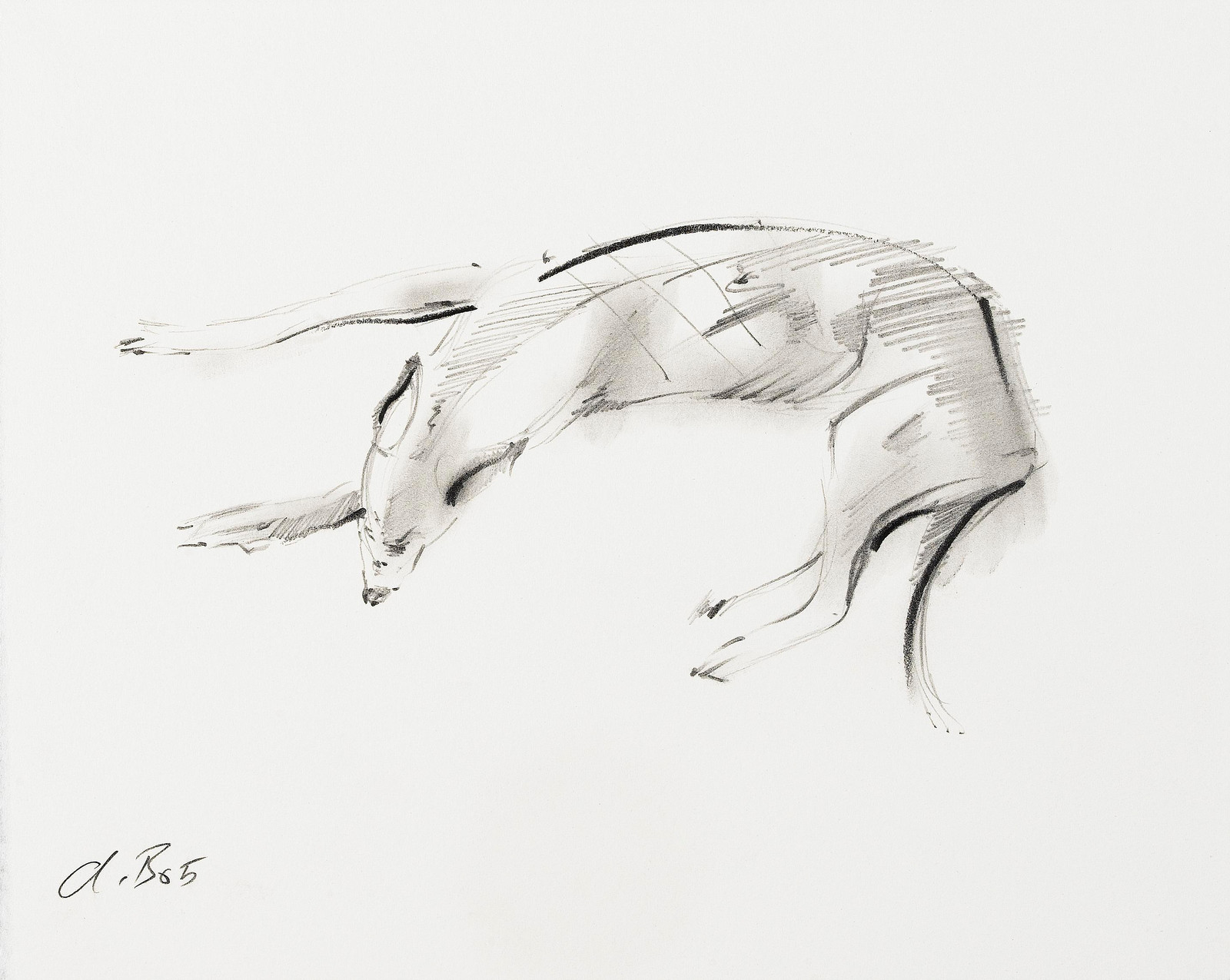 1600x1275 Greyhound Sketch J - Greyhound Sketch