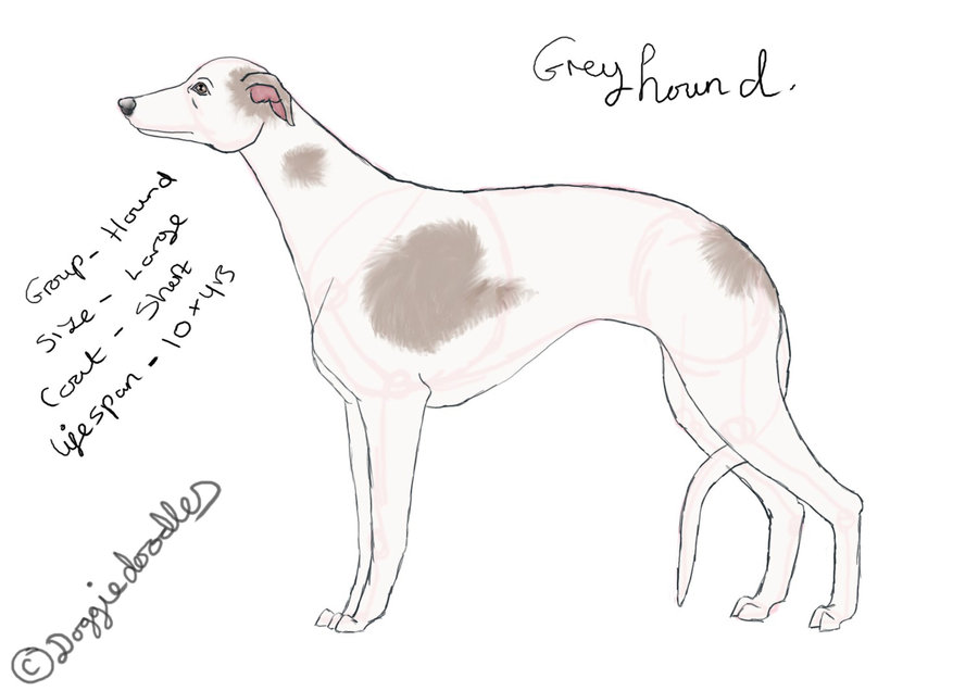 900x636 Greyhound Sketch By Doggiedoodles - Greyhound Sketch