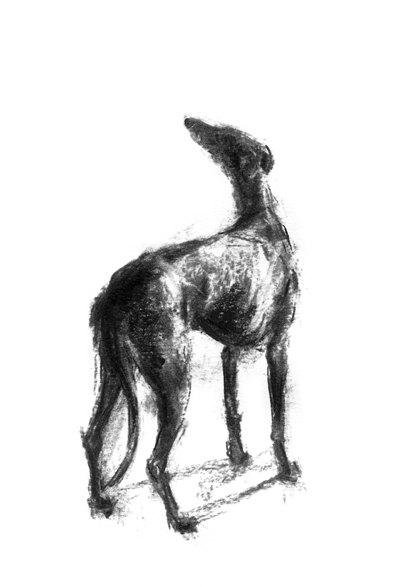400x587 Greyhound Drawing Hope Fine Art Dog Print Etsy - Greyhound Sketch
