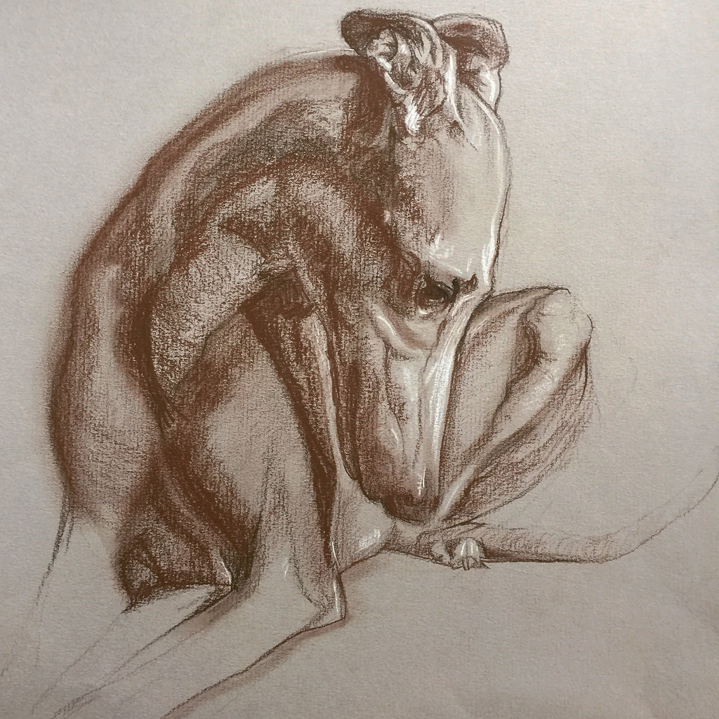 1024x1024 Greyhound Sketch Sarah Jones - Greyhound Sketch