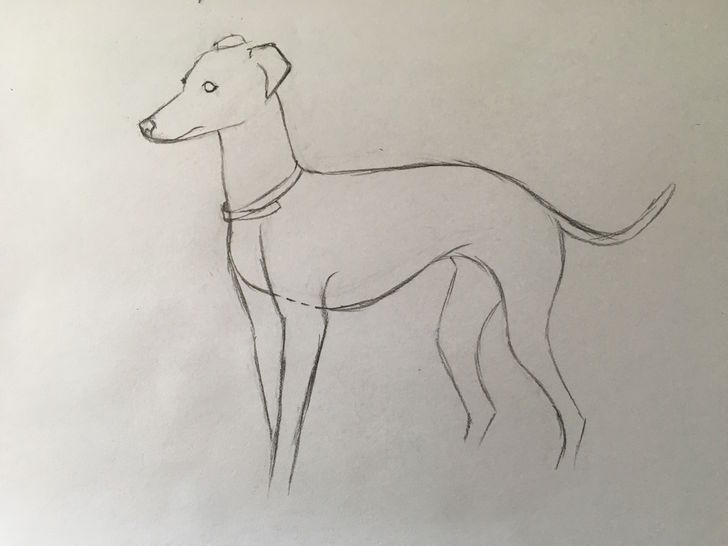728x546 How To Draw Greyhounds (With Pictures) - Greyhound Sketch