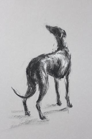 320x480 Paintmydog Dog Art Contemporary Dog Portraits - Greyhound Sketch