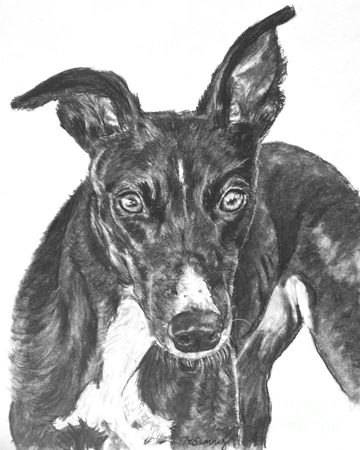 720x900 Black Greyhound Sketch Drawing By Kate Sumners - Greyhound Sketch