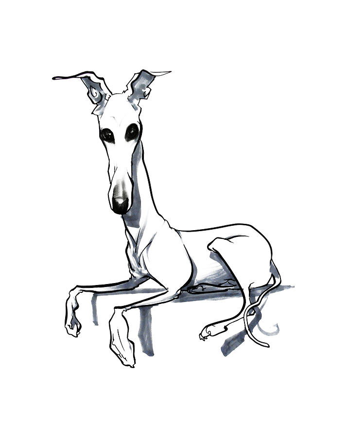720x900 Sitting Greyhound Gesture Sketch Drawing By John Lafree - Greyhound Sketch