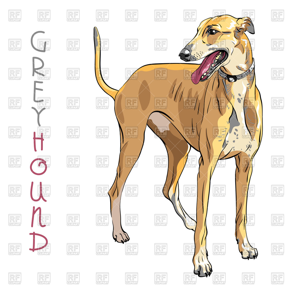 1200x1200 Sketch Of Dog Greyhound Breed On White Background Vector Image - Greyhound Sketch
