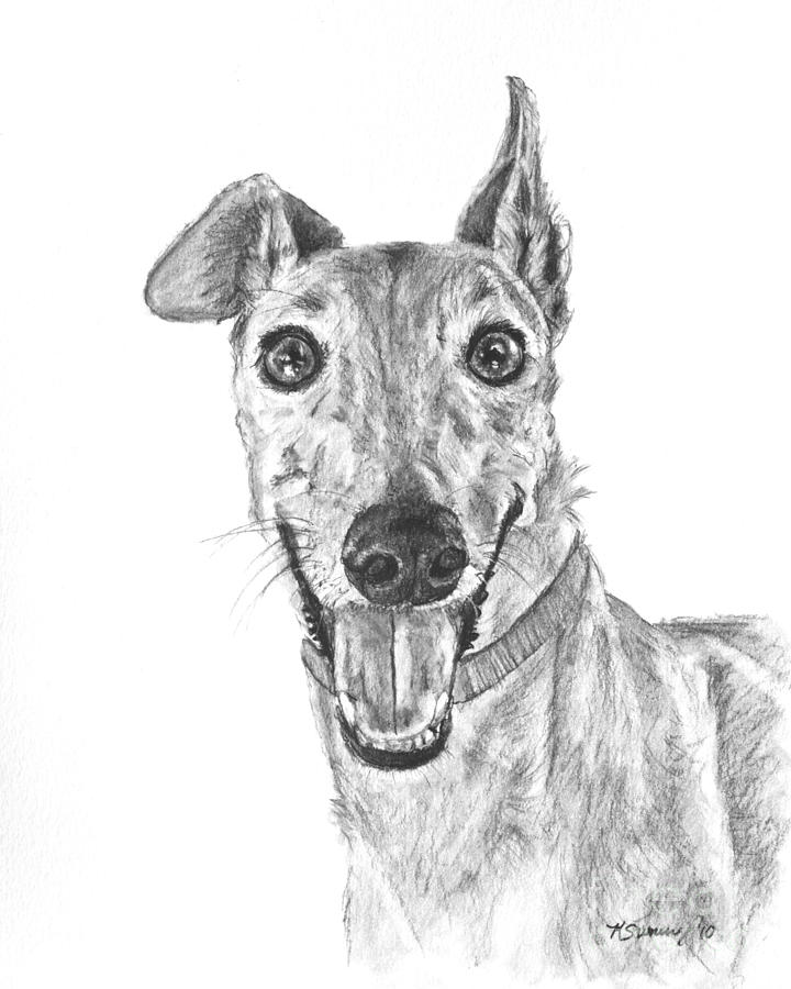 720x900 Brindle Greyhound Close Up Portrait Drawing By Kate Sumners - Greyhound Sketch