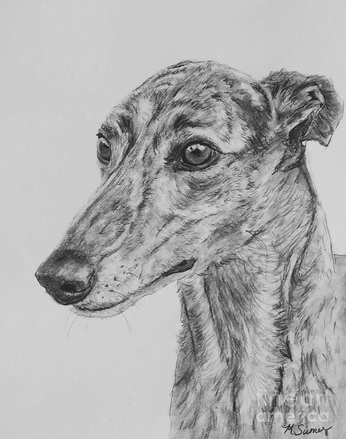 710x900 Brindle Greyhound Face In Profile Drawing By Kate Sumners - Greyhound Sketch