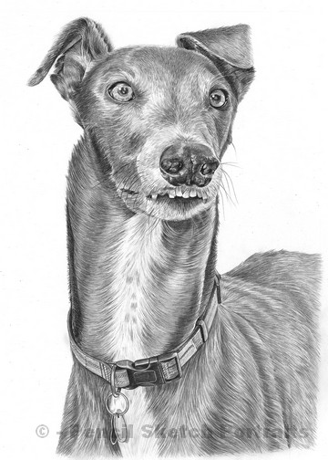 Greyhound Sketch at PaintingValley.com | Explore collection of ...