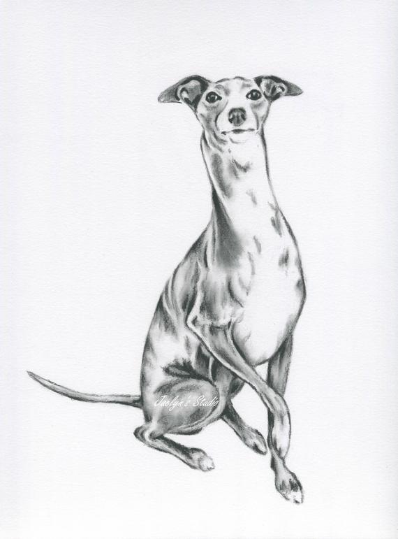 570x771 Greyhound Art 8x10 Giclee Print Greyhound Etsy - Greyhound Sketch