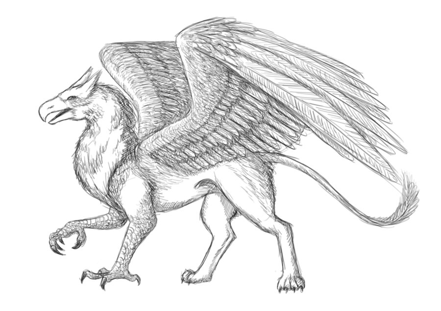 900x635 Griffin Sketch (Wip) By Seigneurnazgul - Griffin Sketch