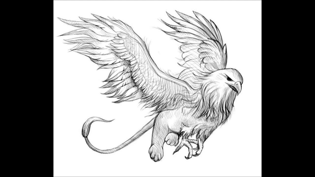 1280x720 How To Draw A Griffin - Griffin Sketch