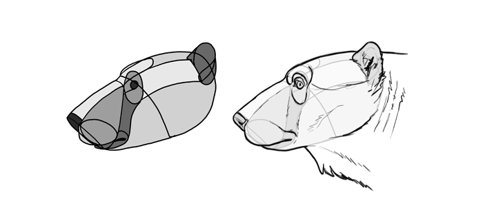 700x292 How To Draw Bears Big, Fluffy Amp Clumsy - Grizzly Bear Head Sketch