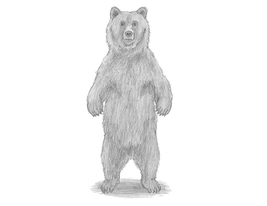 551x425 How To Draw A Grizzly Bear (Standing) - Grizzly Bear Head Sketch