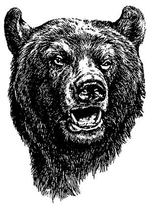 300x425 Missing Bear Head Illustrations Bear, Bear Head - Grizzly Bear Head Sketch