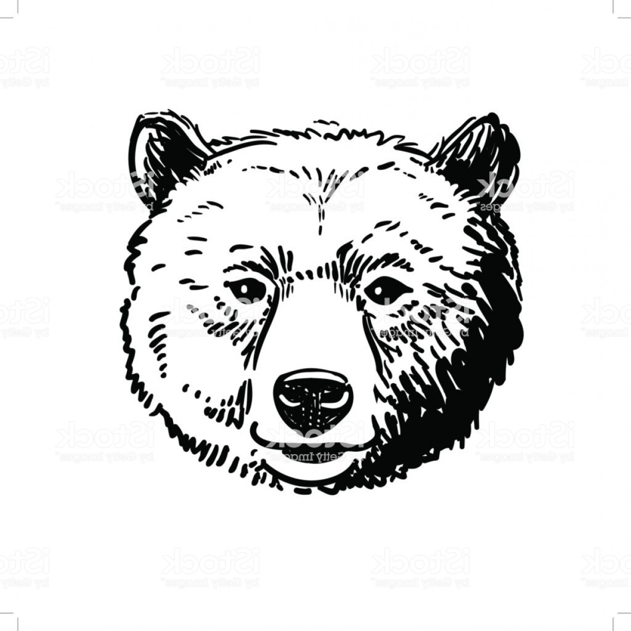 Grizzly Bear Head Sketch at Explore collection of