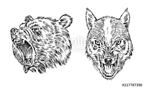 500x306 Portrait Of Grizzly Bear. The Face Of The Forest Wolf. Head Of A - Grizzly Bear Head Sketch