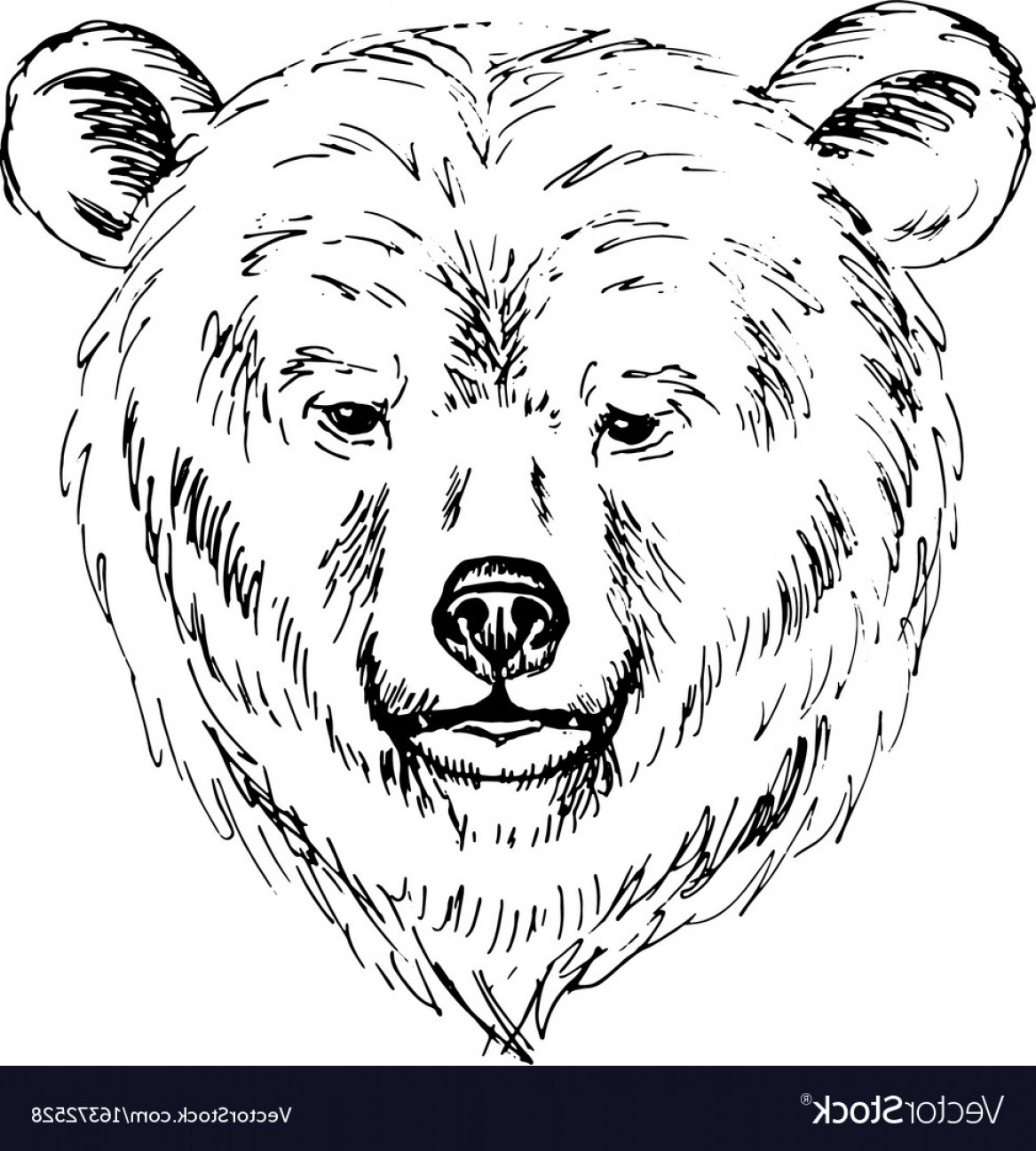 1167x1296 Sketch By Pen Of A Bear Head Vector Shopatcloth - Grizzly Bear Head Sketch