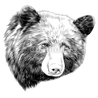 Grizzly Bear Head Sketch at PaintingValley.com | Explore collection of