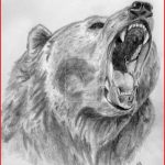 150x150 Bear Drawings 165683 Grizzly Bear Head Drawings - Grizzly Bear Head Sketch