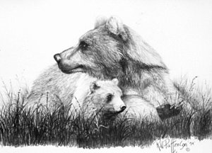 300x216 Grizzly Bear Drawings Fine Art America - Grizzly Bear Sketch