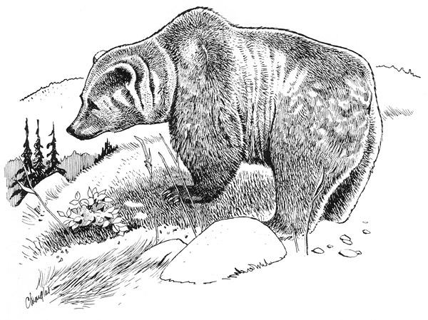 600x449 Grizzly Bear Natural History Notebooks - Grizzly Bear Sketch