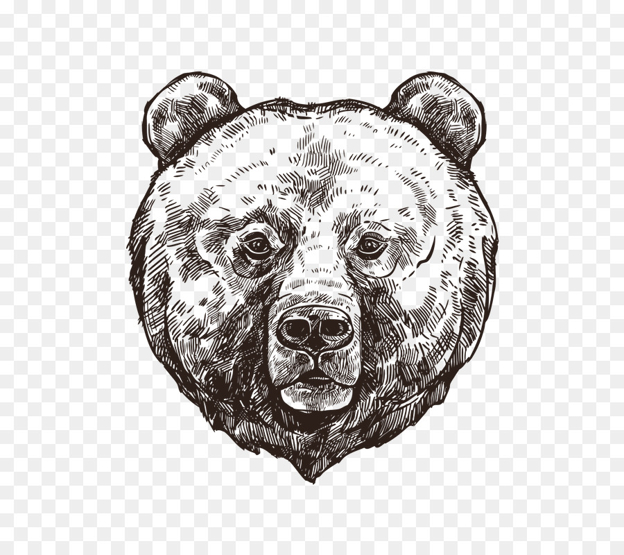 900x800 Grizzly Bear Polar Bear Sketch - Grizzly Bear Sketch
