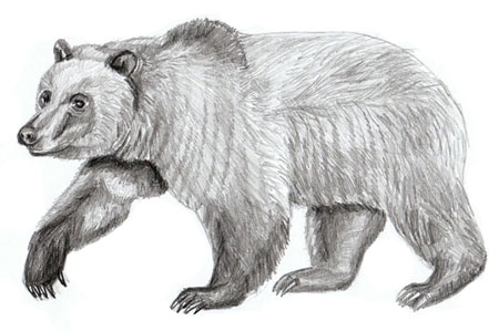 450x299 How To Draw A Bear - Grizzly Bear Sketch