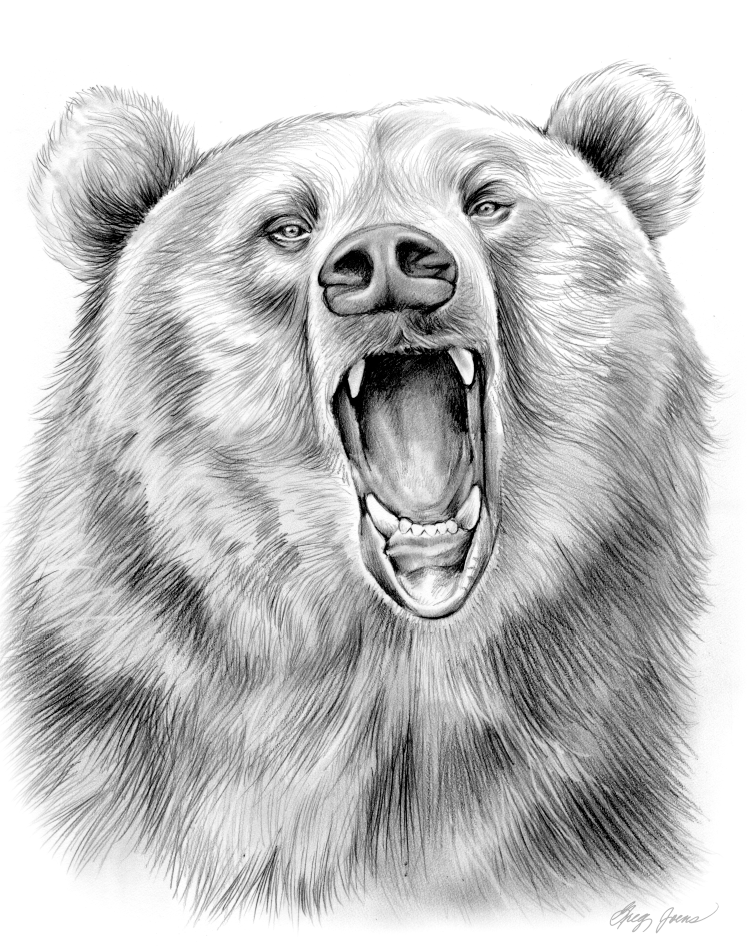 747x946 Sketch Of The Day Grizzly Bear - Grizzly Bear Sketch