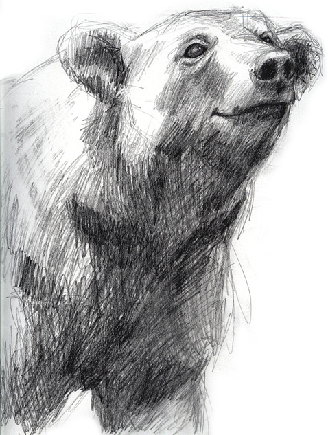 478x633 Rough Sketch Of Grizzly Bear By D4rk1n - Grizzly Bear Sketch