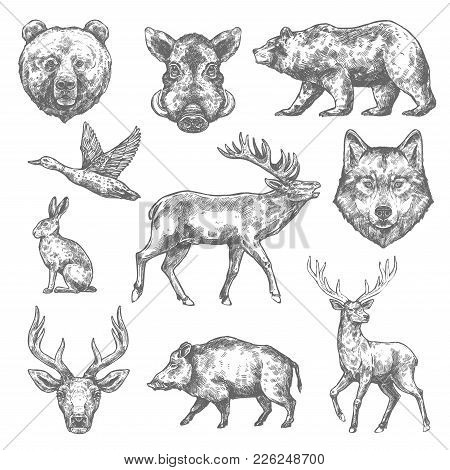 450x470 Eagle Eye Adventures - Grizzly Bear Sketch