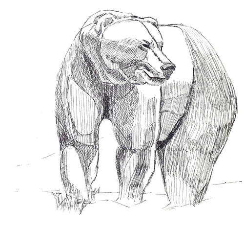 500x466 Drawing Grizzly Sketch (Original Art By Rayna Hanna) - Grizzly Sketch