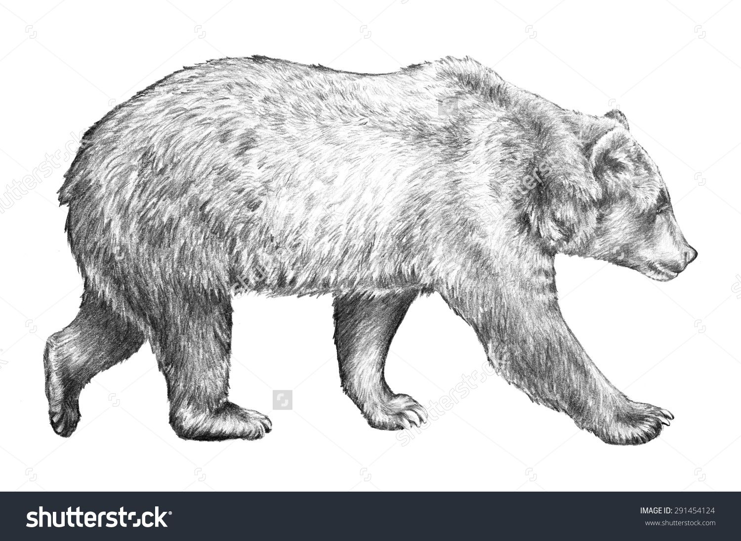 1500x1095 Grizzly Bear, Hand Drawn Sketch Of Bear Walking, Dangerous - Grizzly Sketch