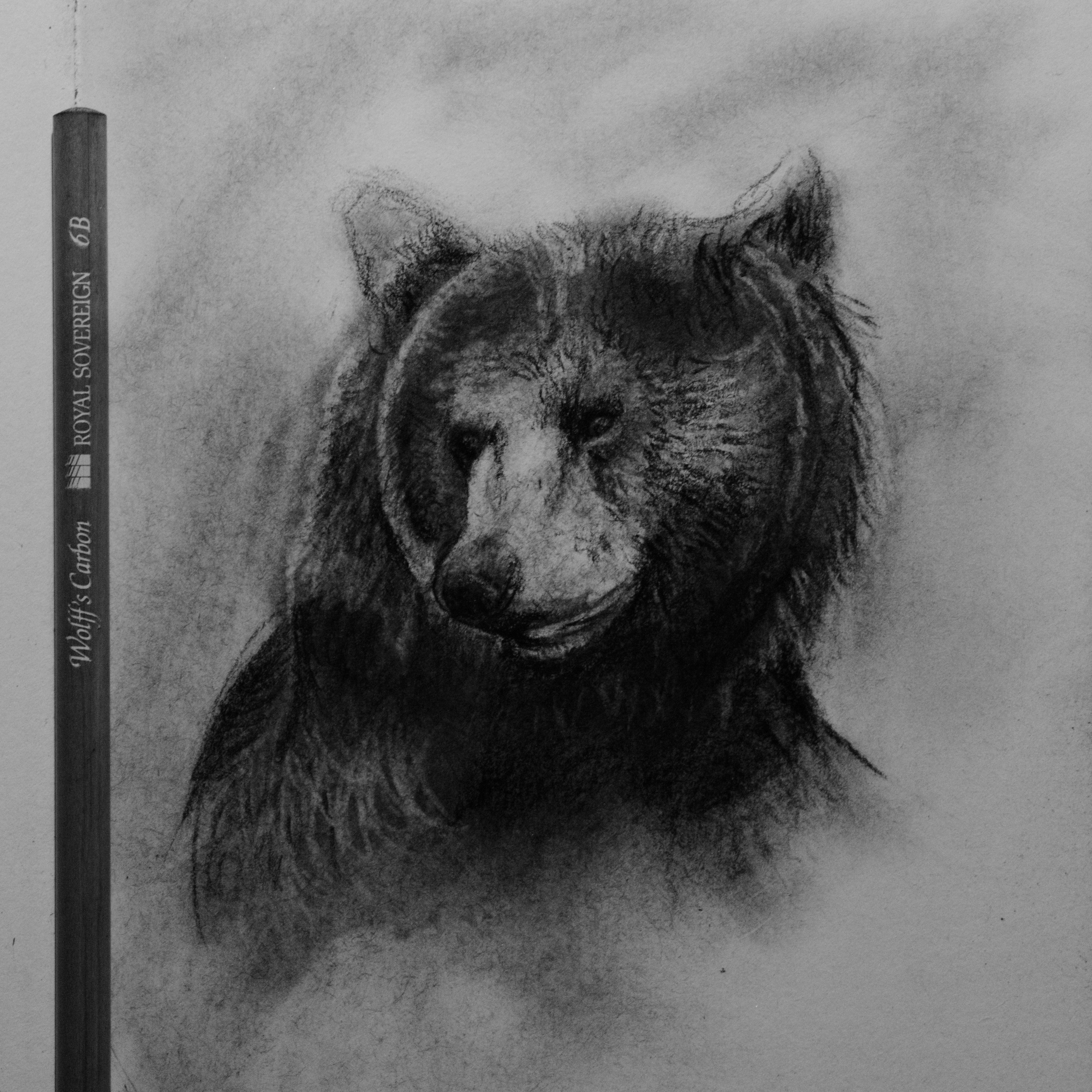 3994x3995 Grizzly Bear Carbon Pencil Sketch - Grizzly Sketch
