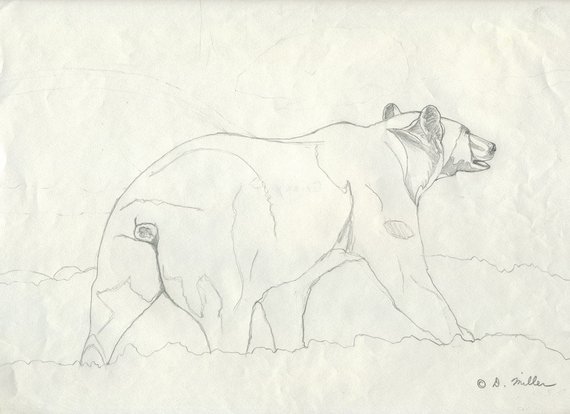 570x414 Grizzly Bear Pencil Study Original Wildlife Drawing By Darin Etsy - Grizzly Sketch