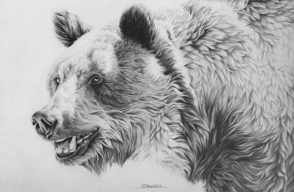 1024x668 Grizzly Bear By Naviira - Grizzly Sketch