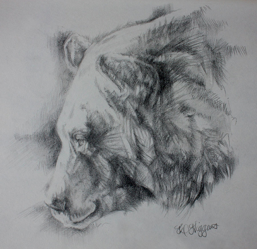 900x872 Grizzly Sketch Drawing By Derrick Higgins - Grizzly Sketch