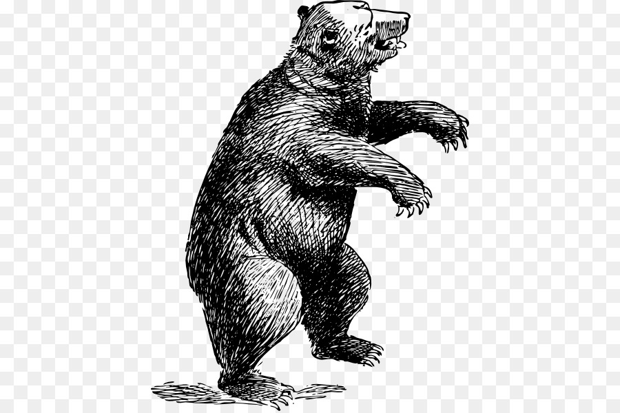 900x600 Grizzly Bear American Black Bear Polar Bear Yogi Bear - Grizzly Sketch
