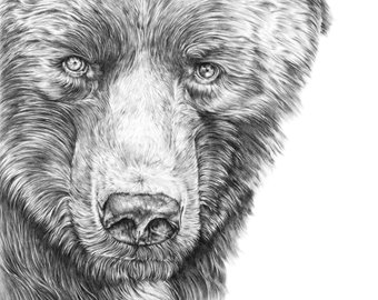 340x270 Grizzly Bear Drawing Etsy - Grizzly Sketch