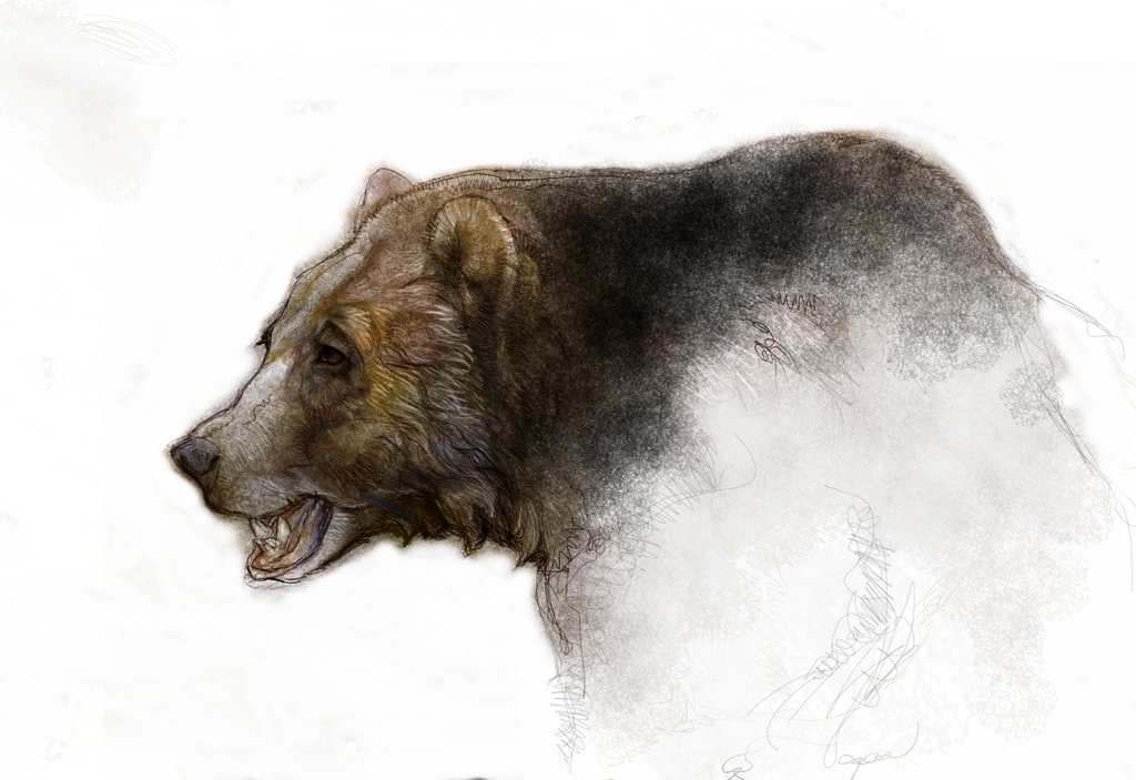 1024x703 Kodiak ,grizzly,brown Bear Sketch By Kevinnichols - Grizzly Sketch