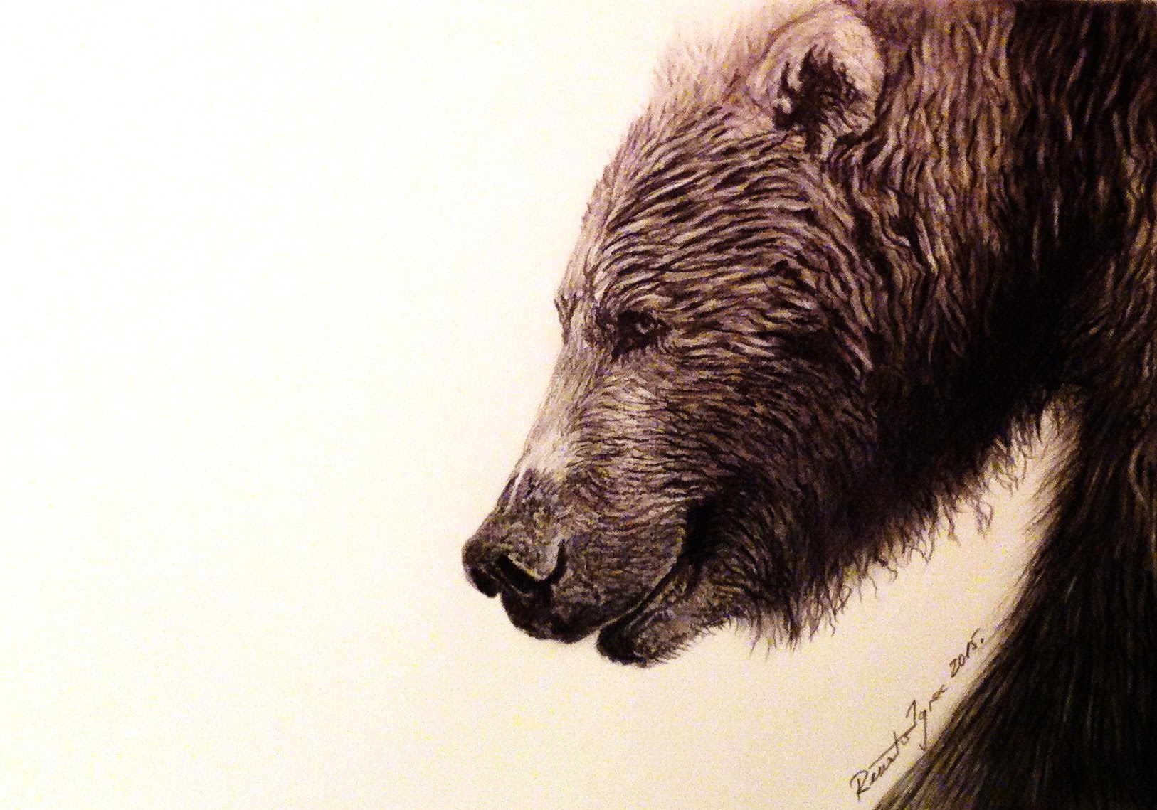 1626x1139 The Grizzly Bear - Grizzly Sketch