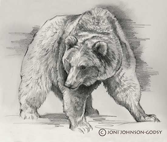 550x467 Yukon Grizzly Sketch Copy.jpg Bear Bears - Grizzly Sketch