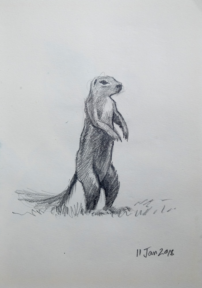 702x1000 Ground Squirrel Sketch John Philip - Ground Sketch