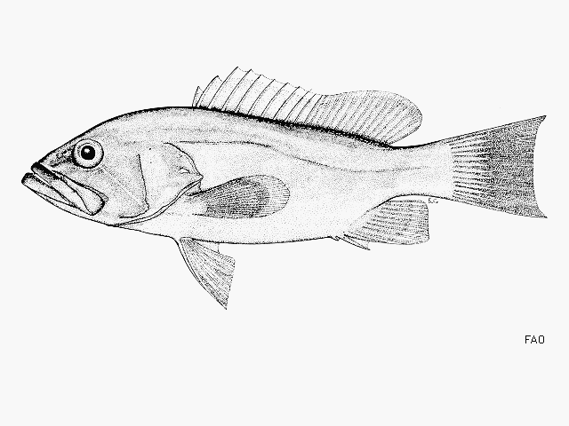 640x480 Fishsource - Grouper Sketch