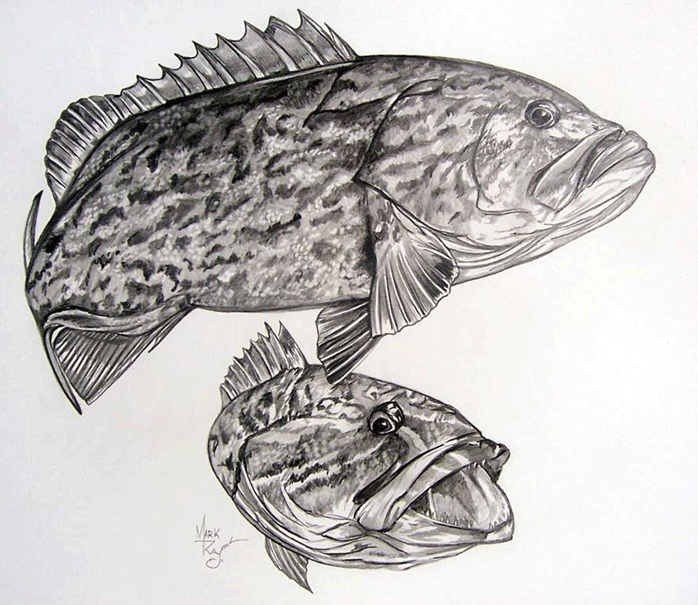 Grouper Sketch at Explore collection of Grouper Sketch