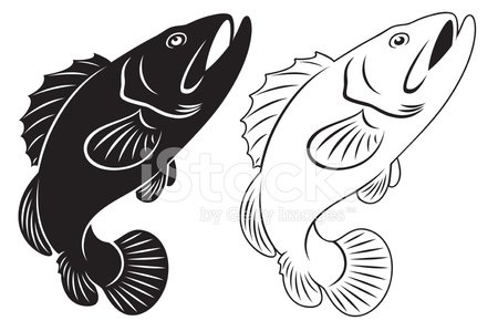 450x299 Grouper Stock Vectors - Grouper Sketch