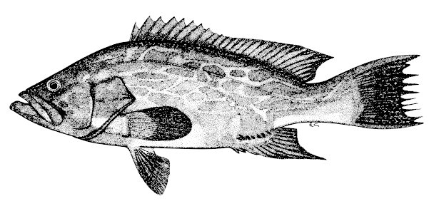 601x282 Grouper - Grouper Sketch