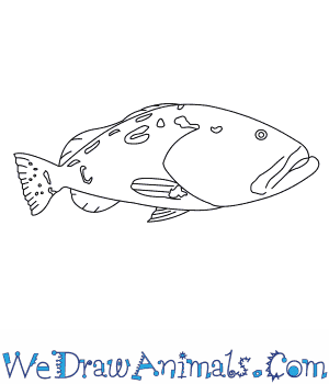 300x350 How To Draw A Black Grouper - Grouper Sketch