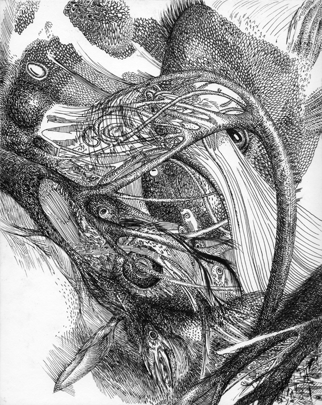 636x800 July 2015 Portfolio Seana Mcnamara - Grouper Sketch